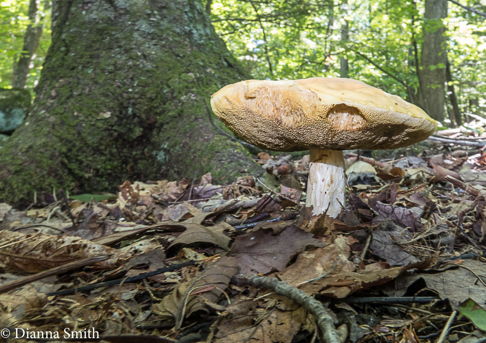 Xerocomus hortonii (Boletus hortonii) 1230