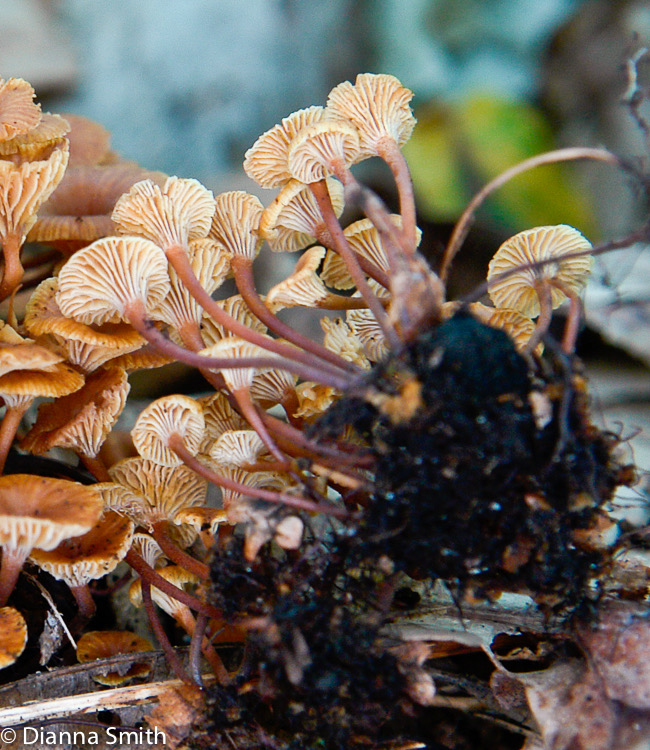 Xeromphalina kaufmannii8281