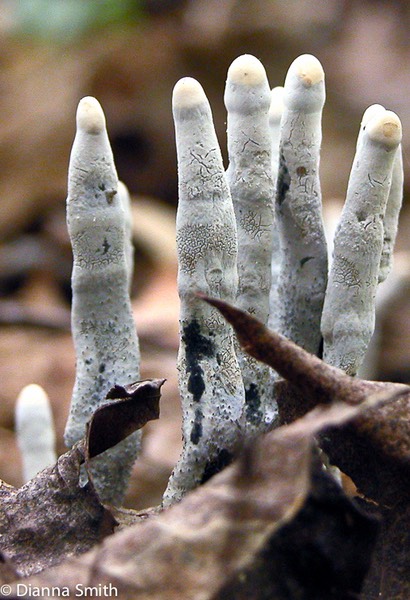 Xylaria hypoxylon covered with asexual spores (conidia)4613