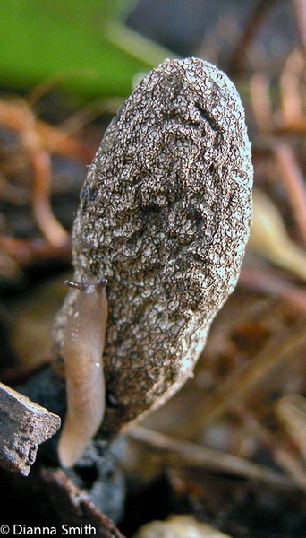 Xylaria longipes & Slug4902