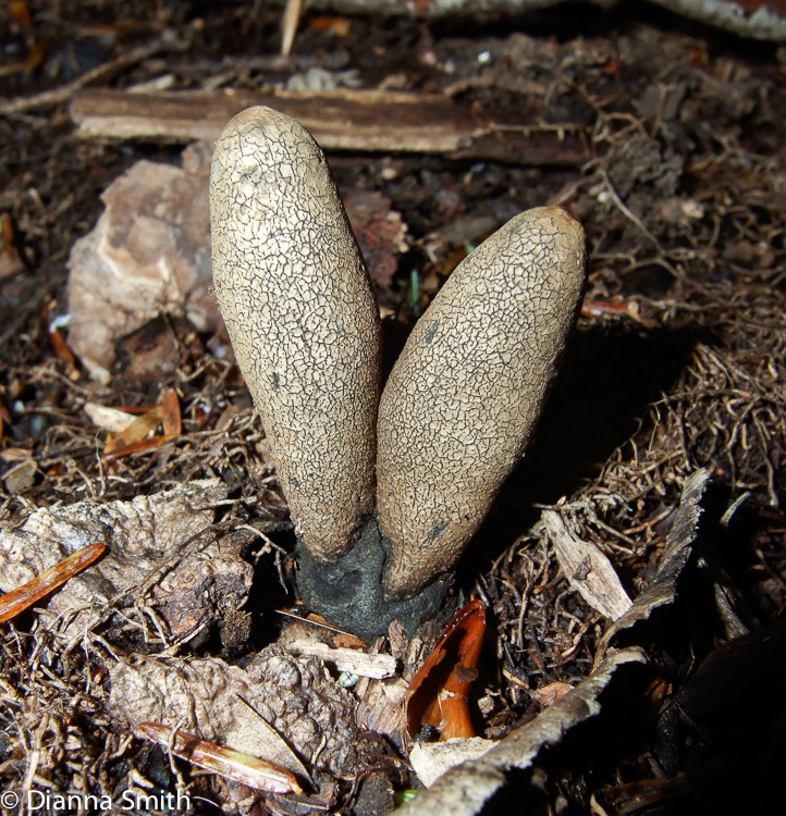 Xylaria longipes 8799